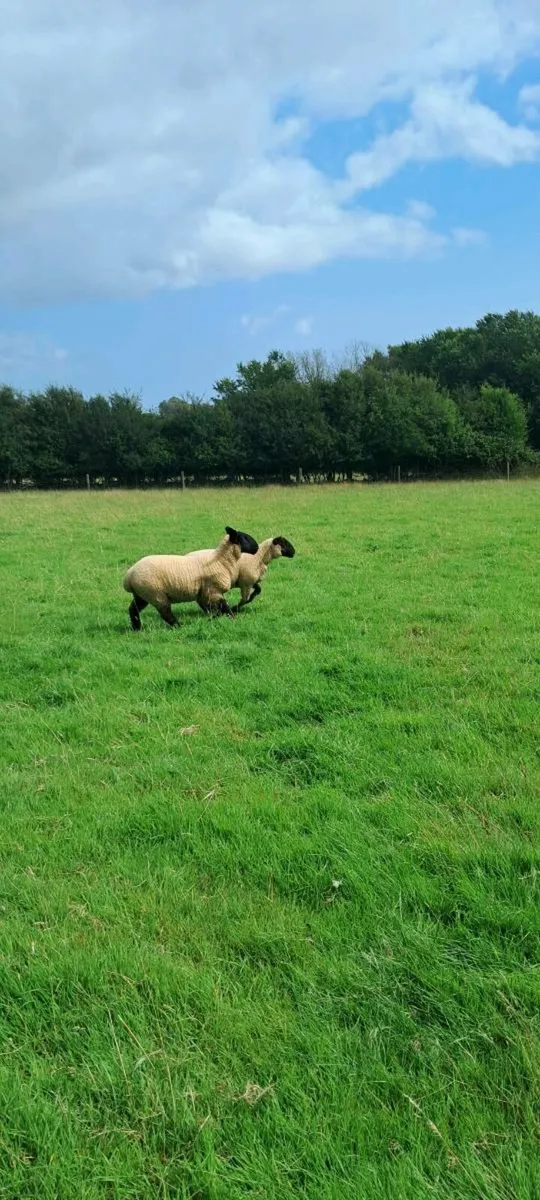 Suffolk X Ewe Lambs - Image 2