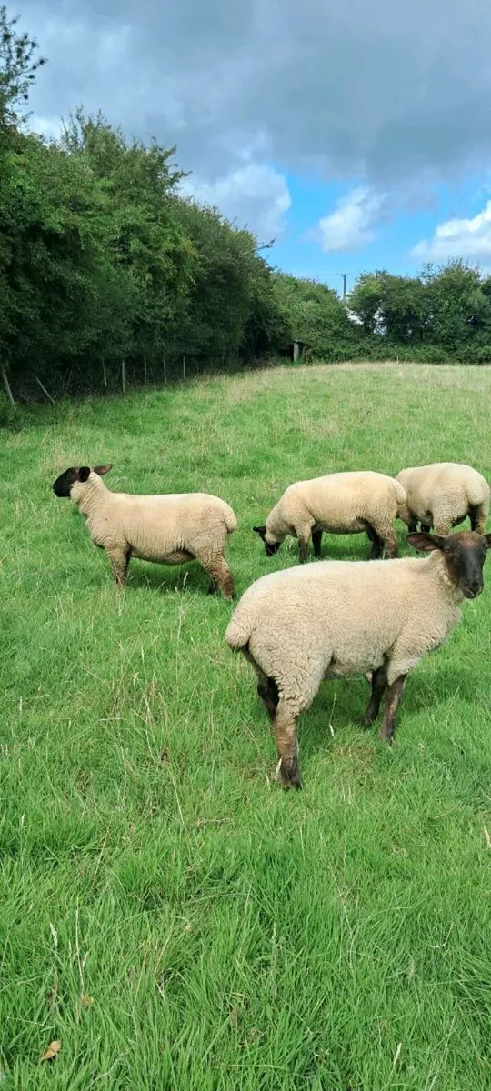 Suffolk X Ewe Lambs - Image 3
