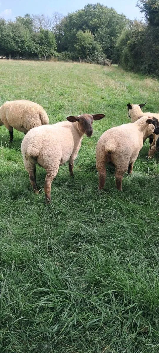 Suffolk X Ewe Lambs - Image 4