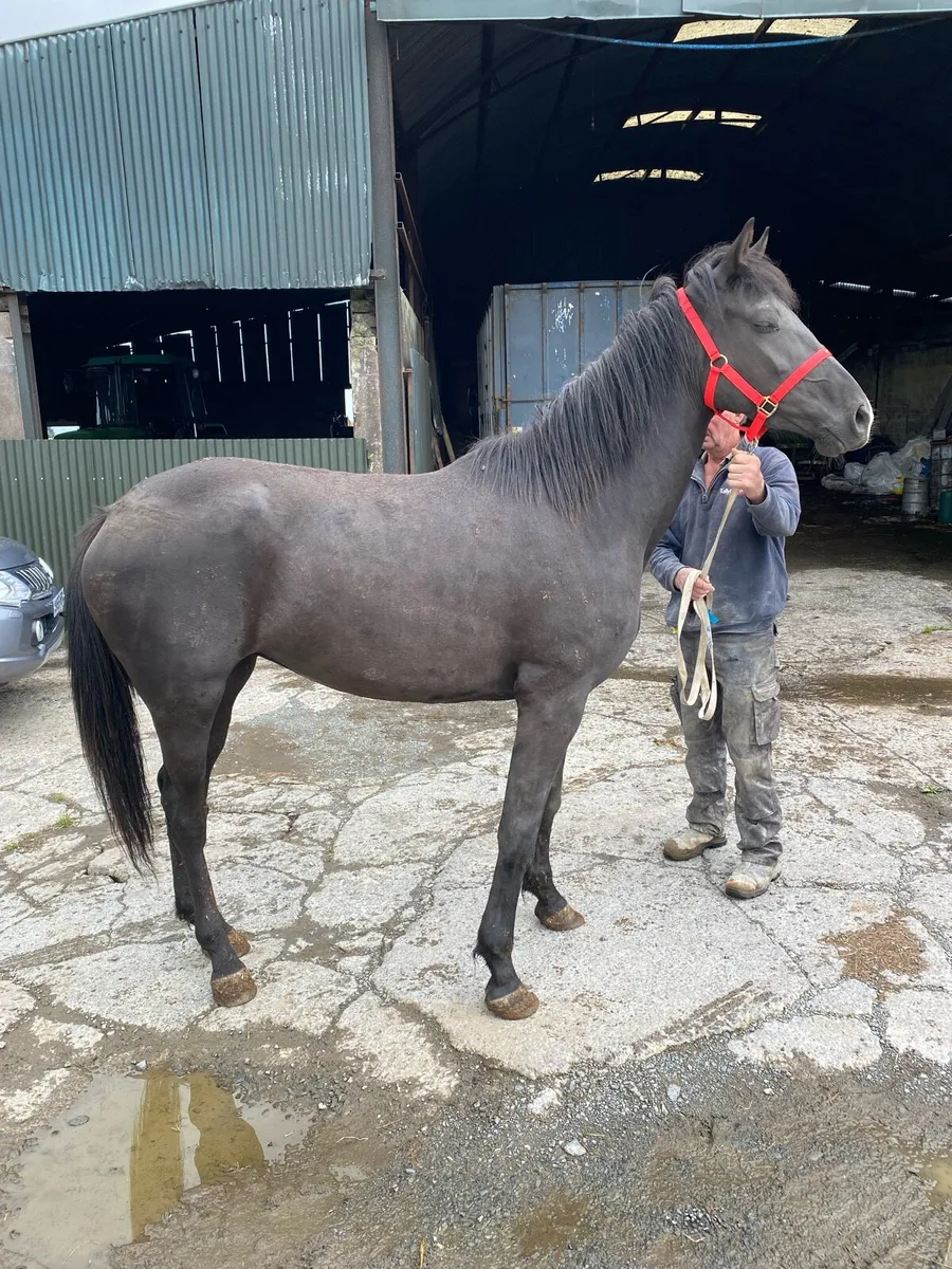3 year old filly - Image 1