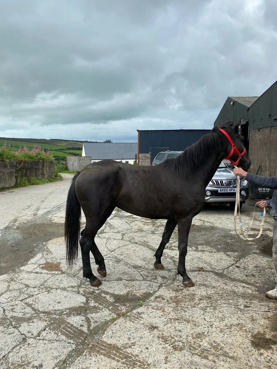 3 year old filly - Image 2