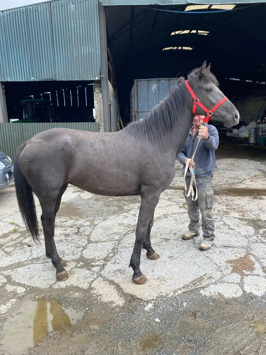 3 year old filly - Image 3