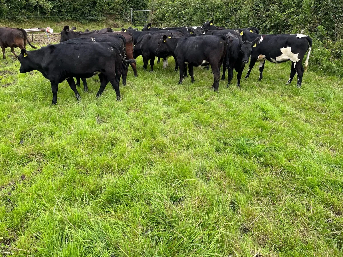 AA weanling heilfers - Image 1