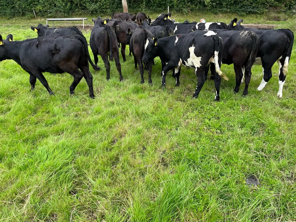 AA weanling heilfers - Image 3
