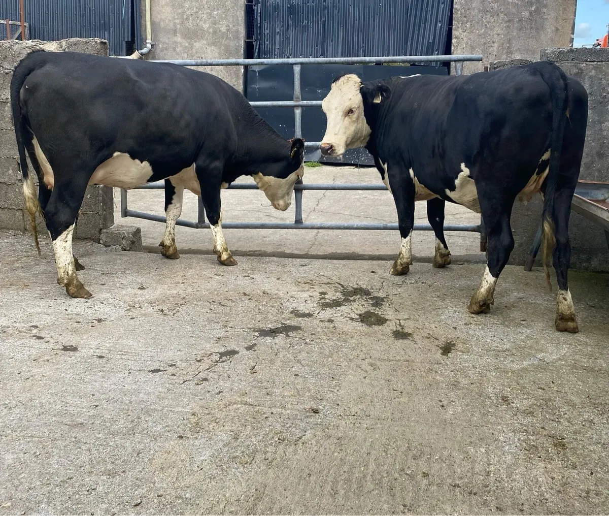 ⭐️Two Hereford First Calvers⭐️ - Image 1