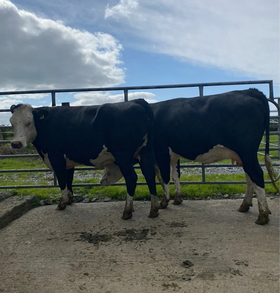 ⭐️Two Hereford First Calvers⭐️ - Image 2