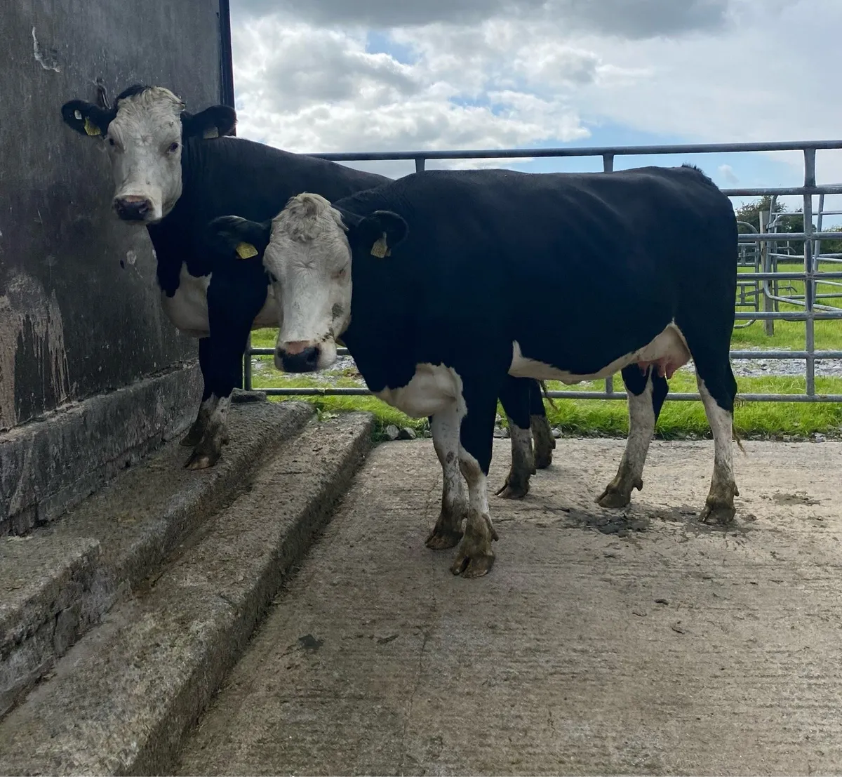 ⭐️Two Hereford First Calvers⭐️ - Image 3