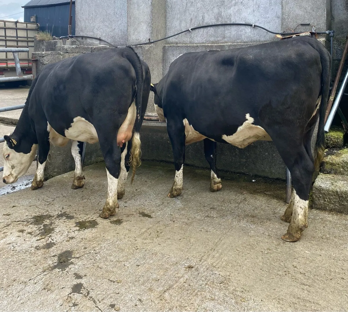 ⭐️Two Hereford First Calvers⭐️ - Image 4