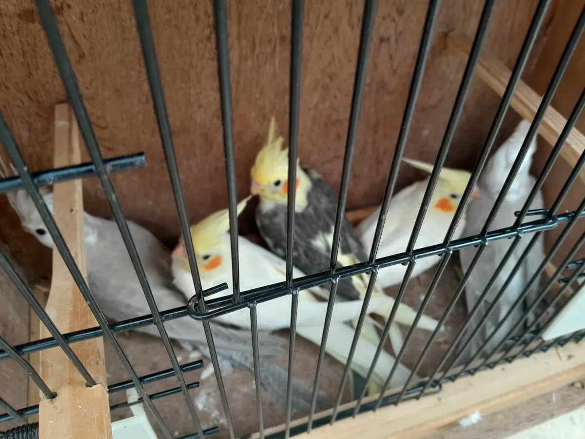 10 cockateils - Image 1