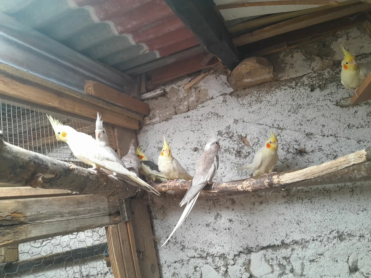 10 cockateils - Image 3