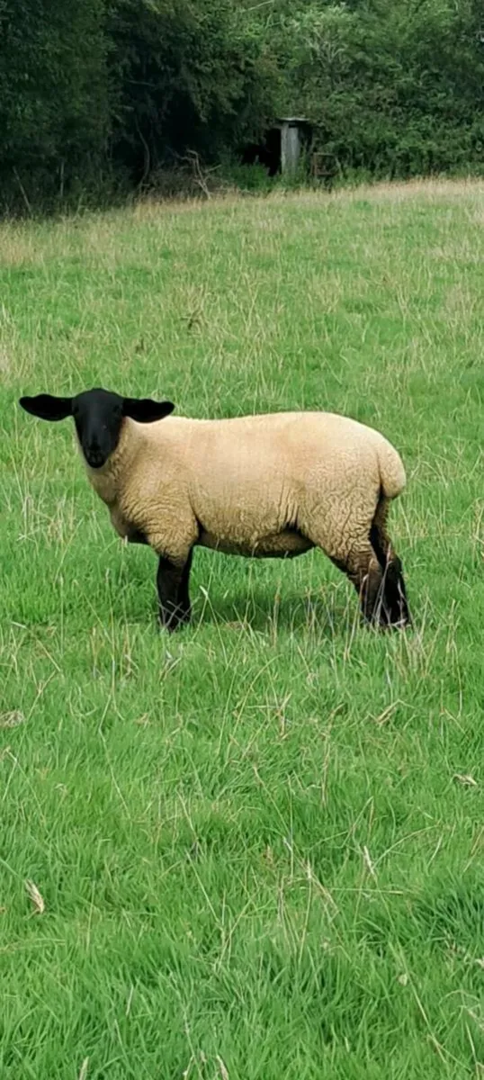 Suffolk X Ewe Lambs - Image 1