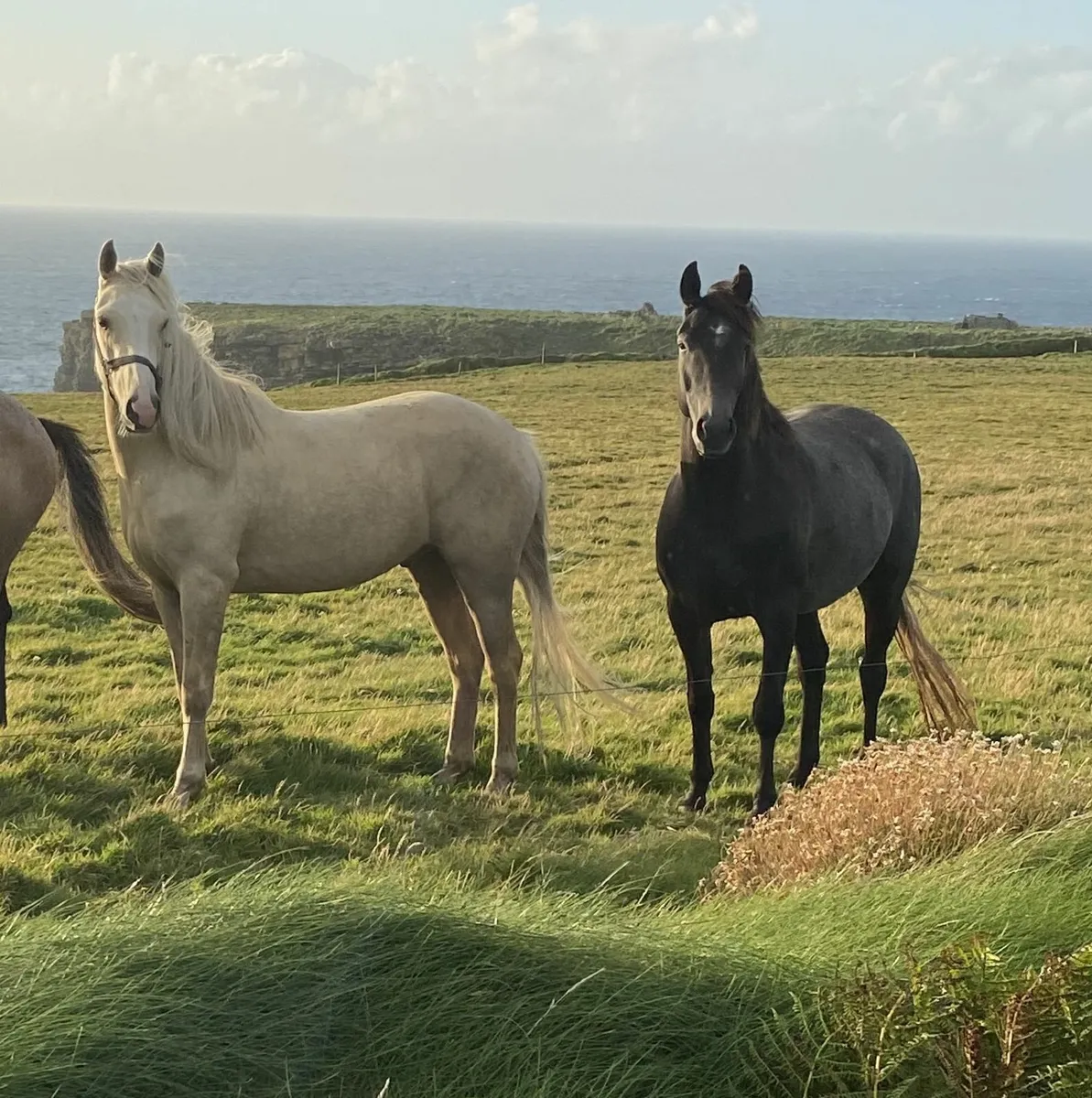 3 Year Old Geldings for Sale - Image 1