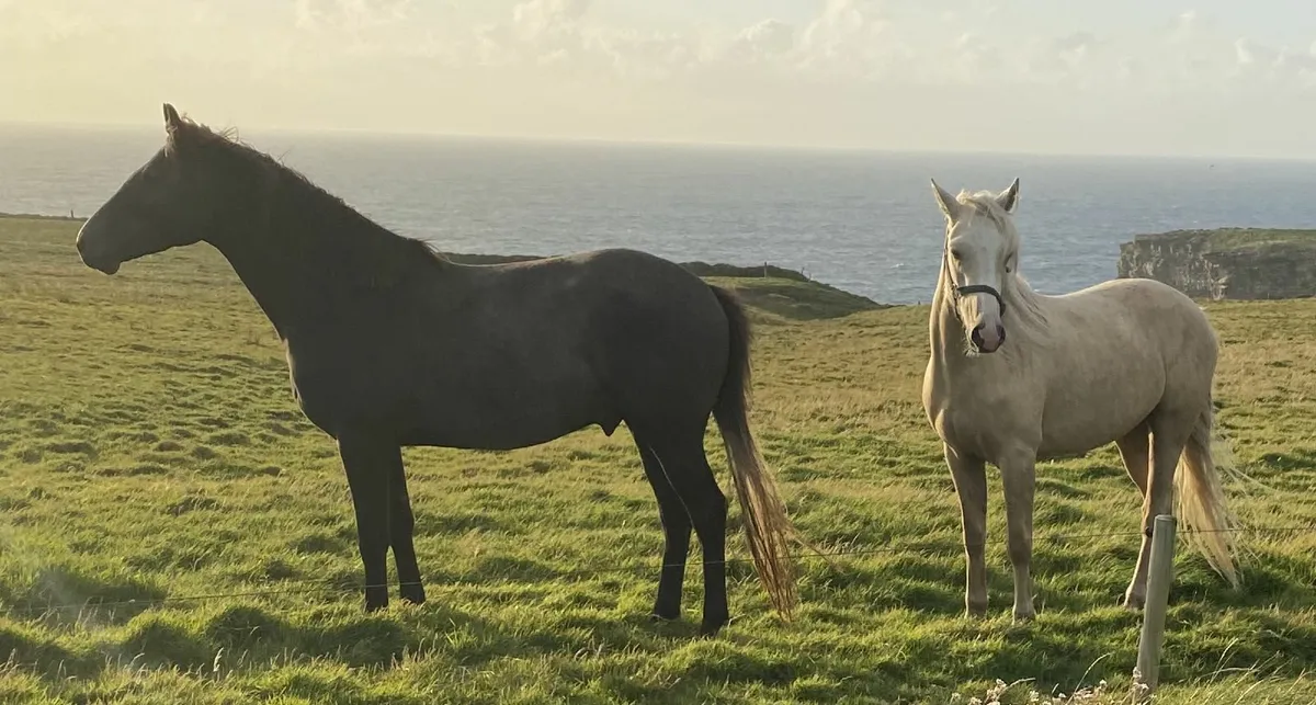 3 Year Old Geldings for Sale - Image 4