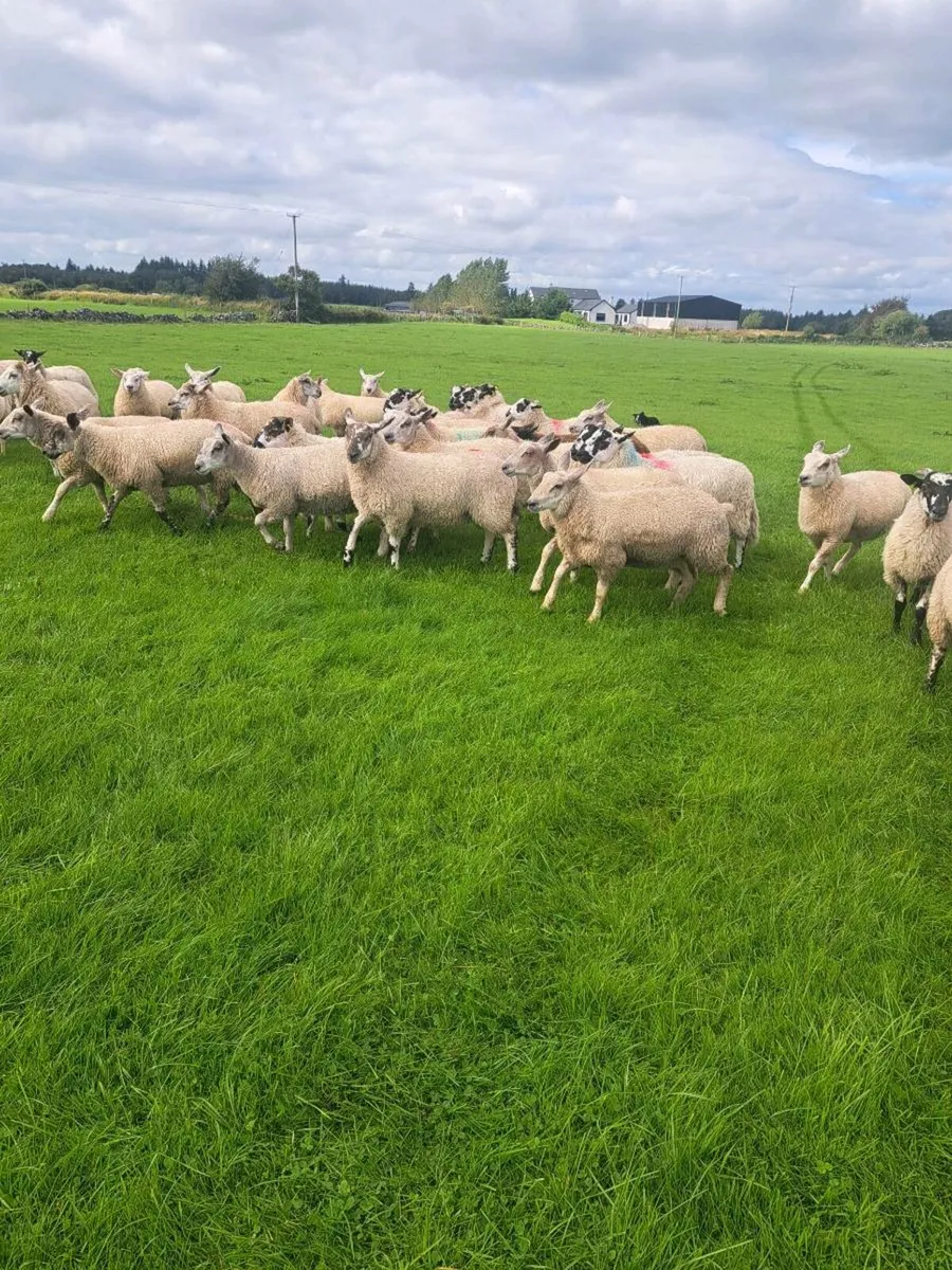 100 lambs - Image 1