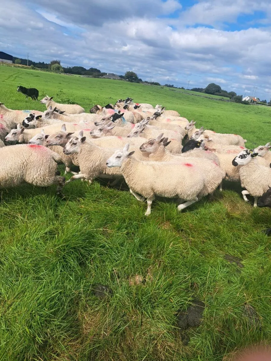100 lambs - Image 2