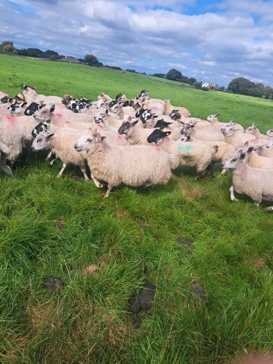 100 lambs - Image 3