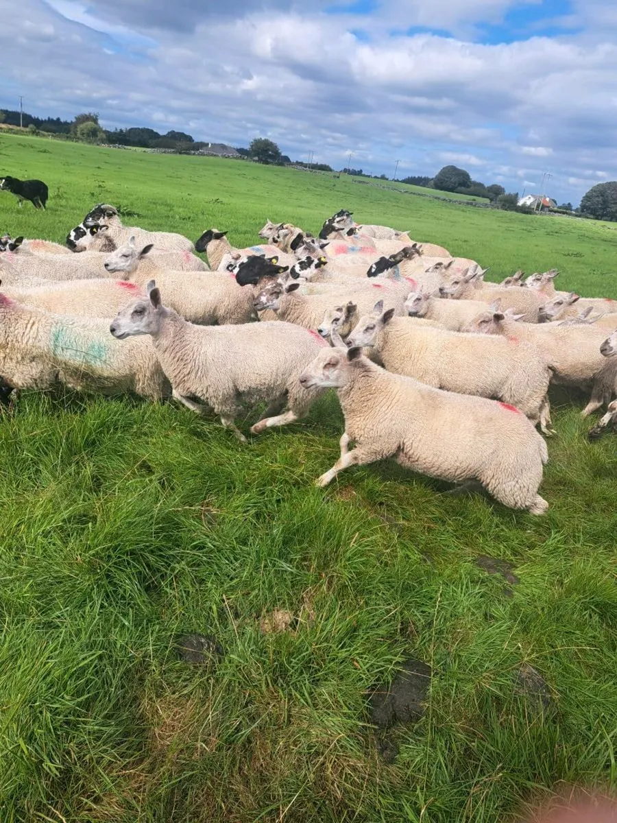 100 lambs - Image 4