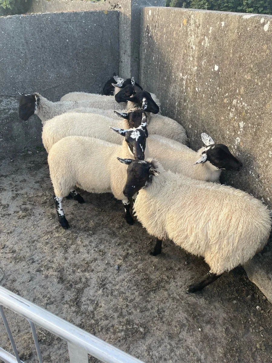 Mule Ewe Lambs - Image 2