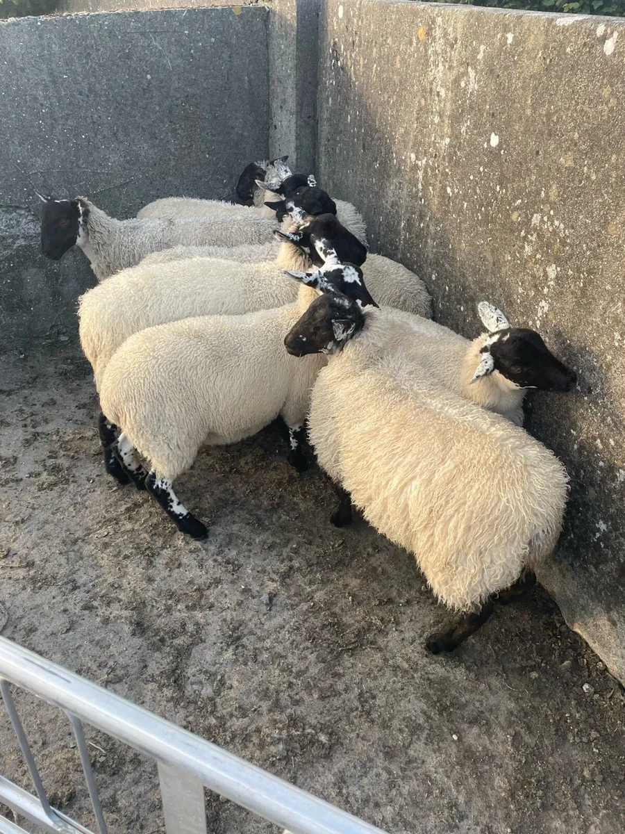 Mule Ewe Lambs - Image 3