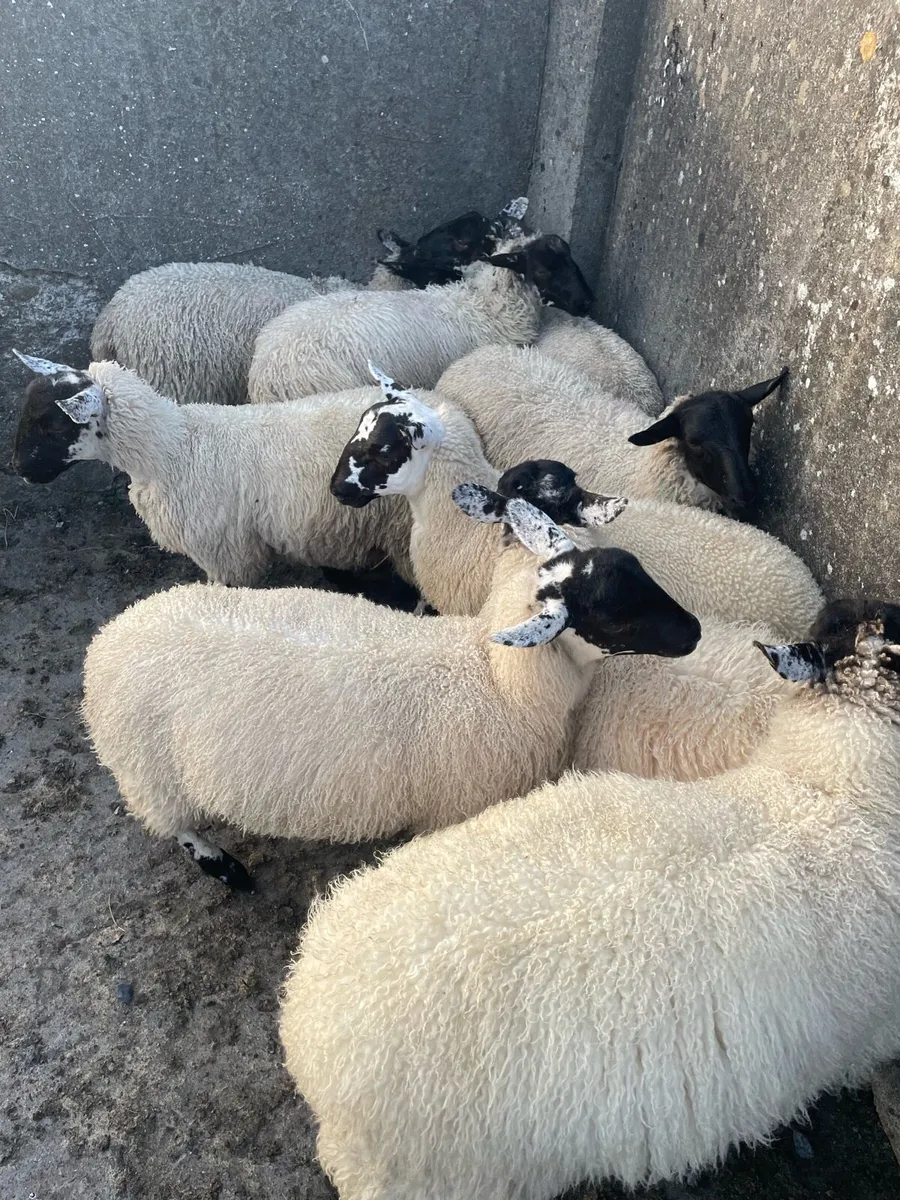 Mule Ewe Lambs - Image 1