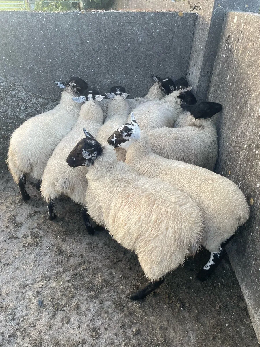 Mule Ewe Lambs - Image 4