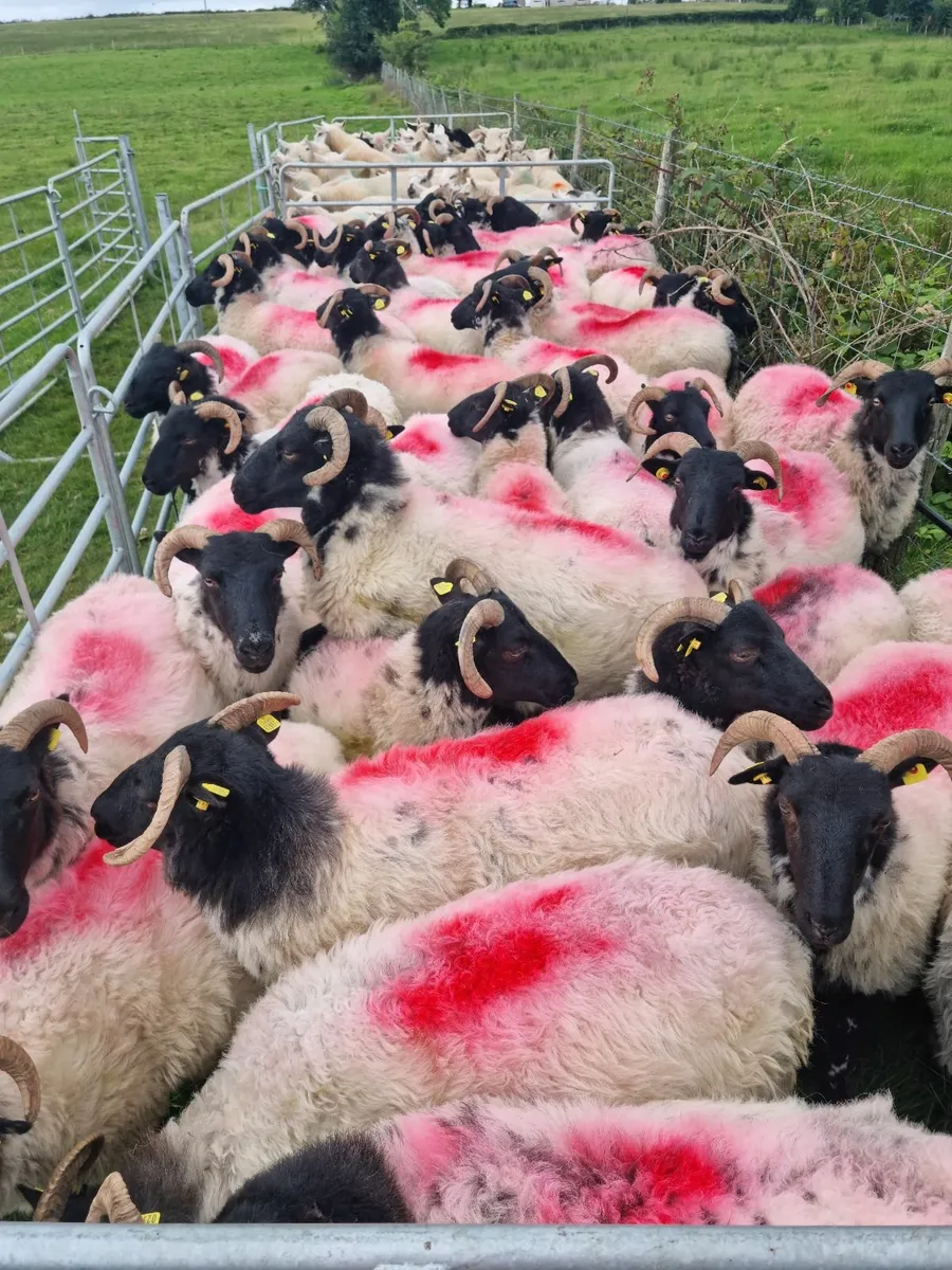 Sheep horn hoggits - Image 1