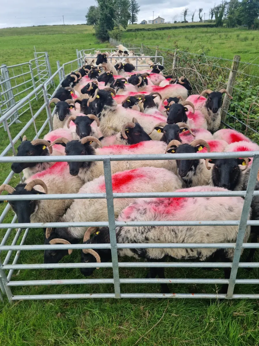 Sheep horn hoggits - Image 2