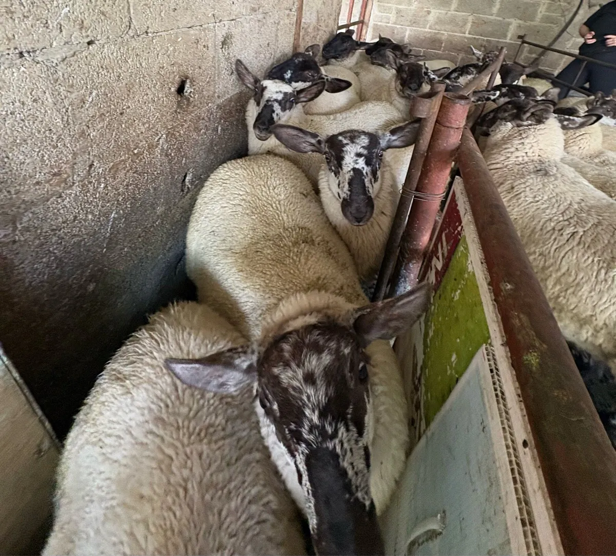 Fully Organic Speckled Face Ewe Lambs - Image 2