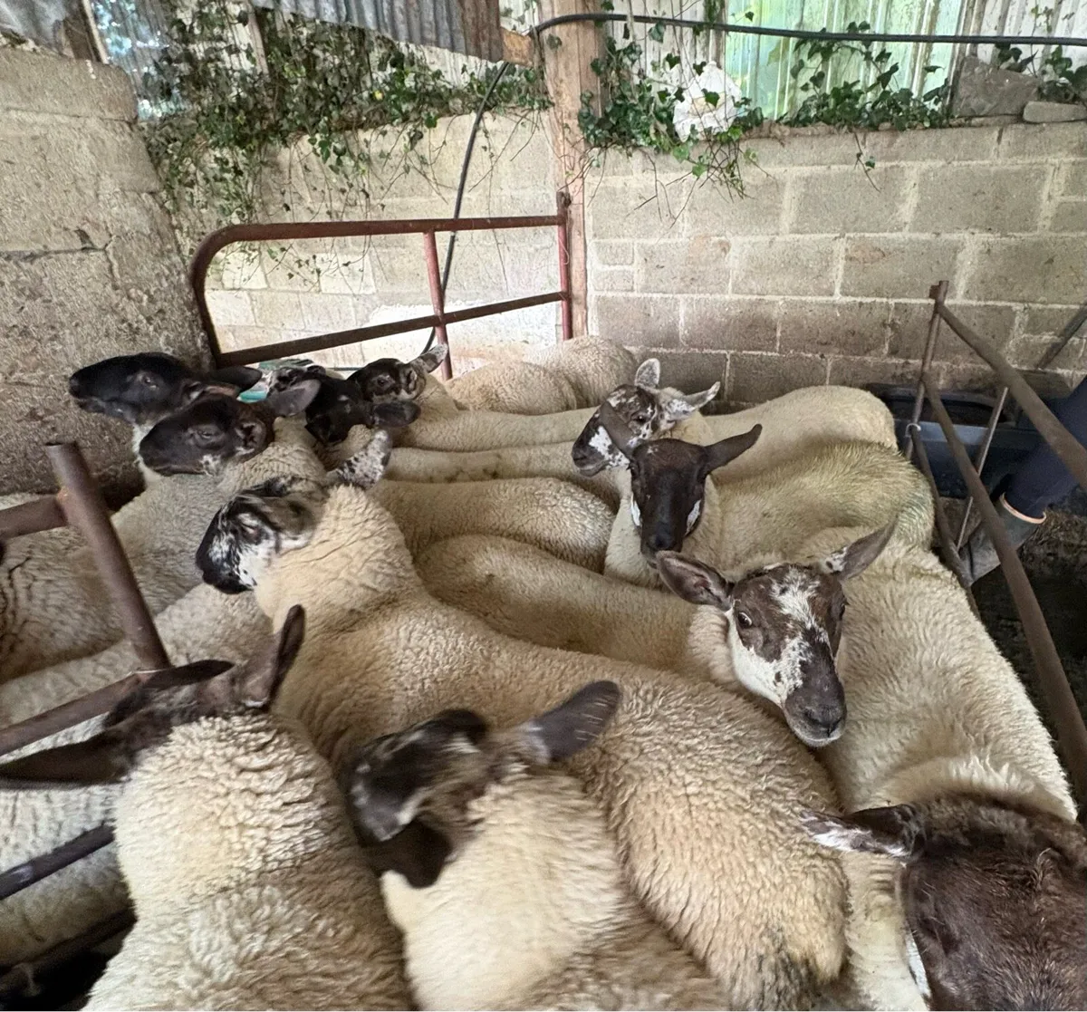 Fully Organic Speckled Face Ewe Lambs - Image 3