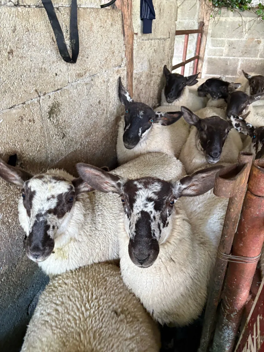 Fully Organic Speckled Face Ewe Lambs - Image 1