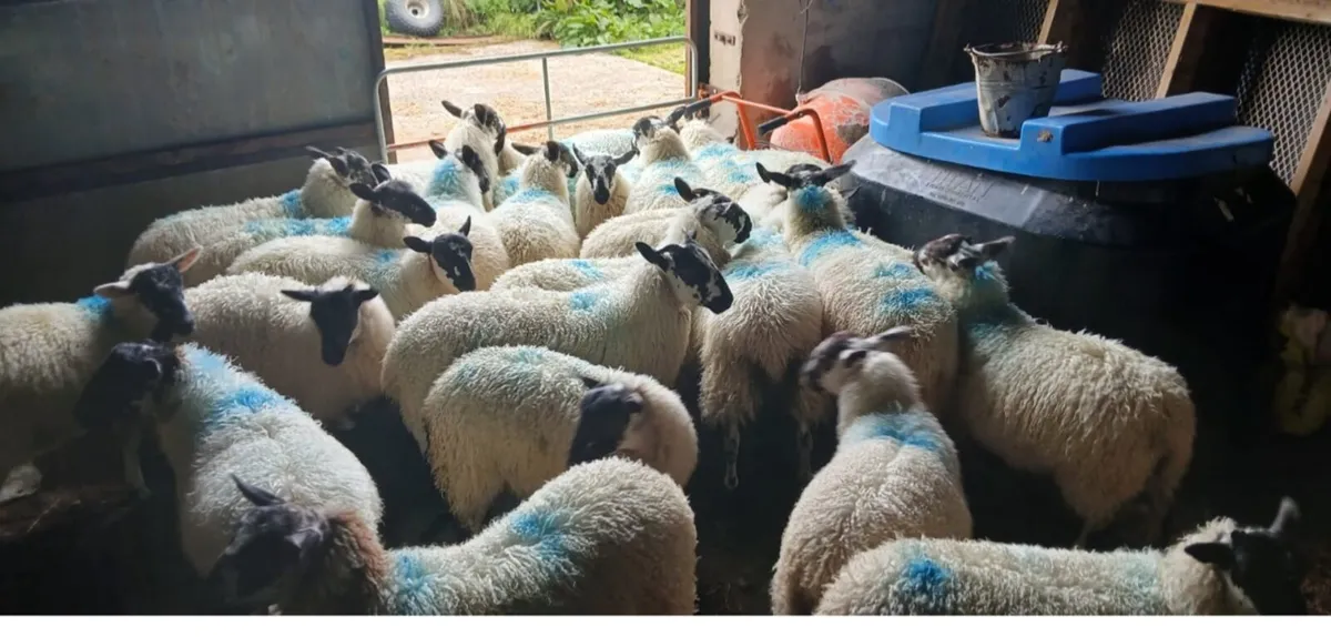 Ewe Lambs For Sale - Image 2
