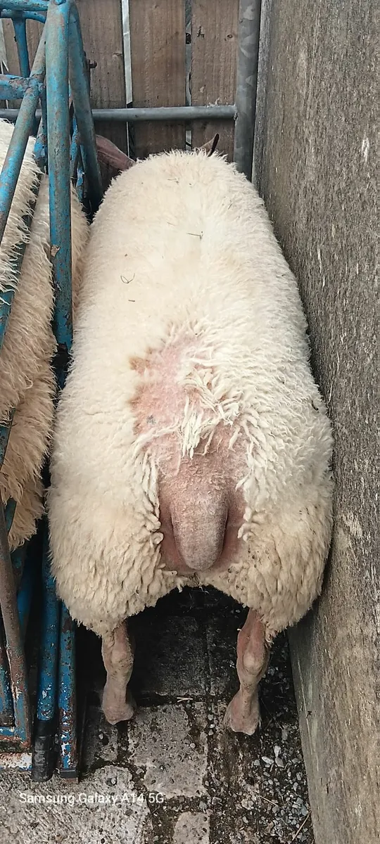 PB Rouge 70kg Butchers Lamb - Image 3