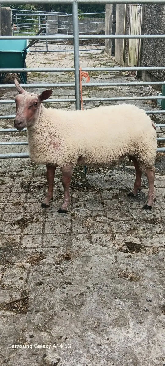 PB Rouge 70kg Butchers Lamb - Image 1
