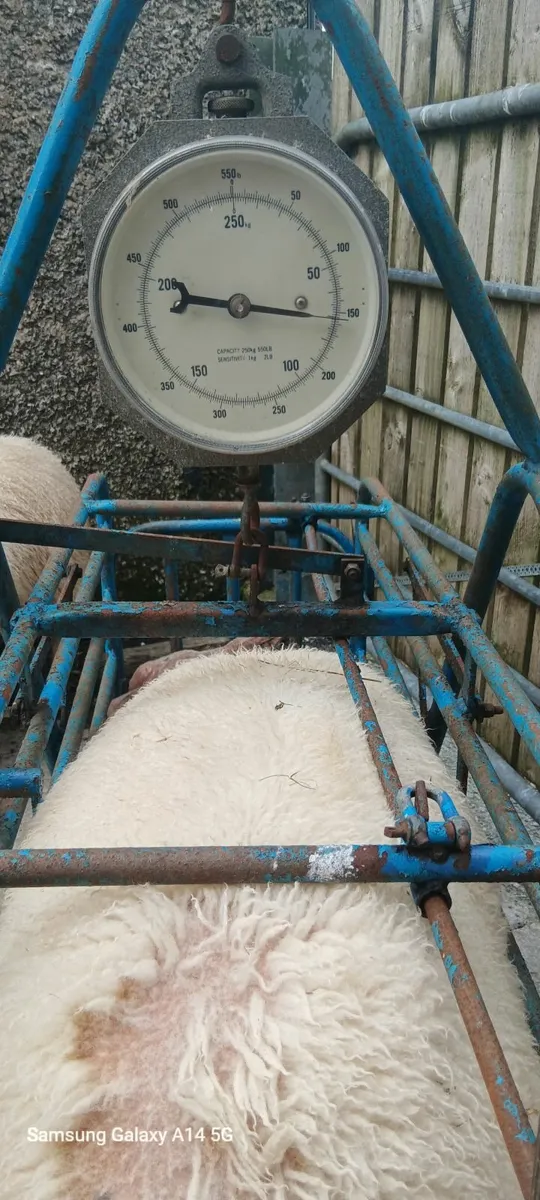 PB Rouge 70kg Butchers Lamb - Image 2