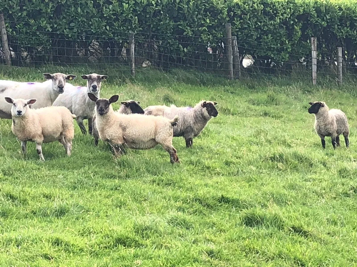 Sheep