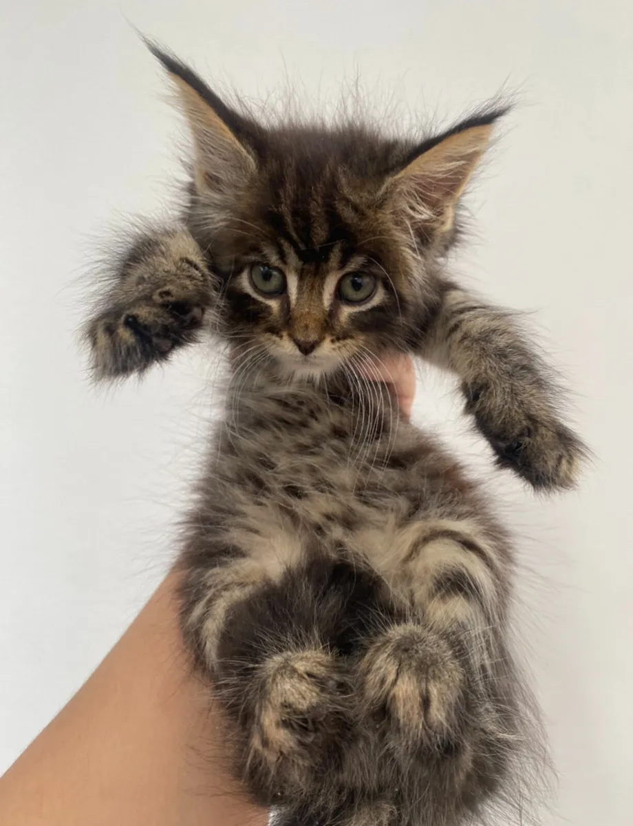 Maine Coon - Image 4