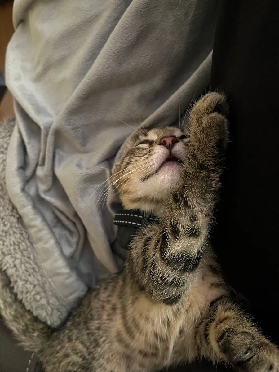 Half Breed Bengal Cat 🐈 - Image 3