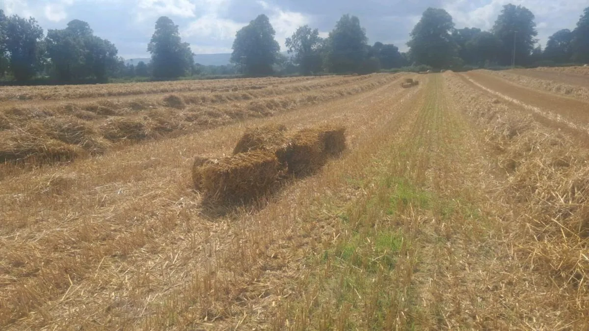 Straw - Image 2