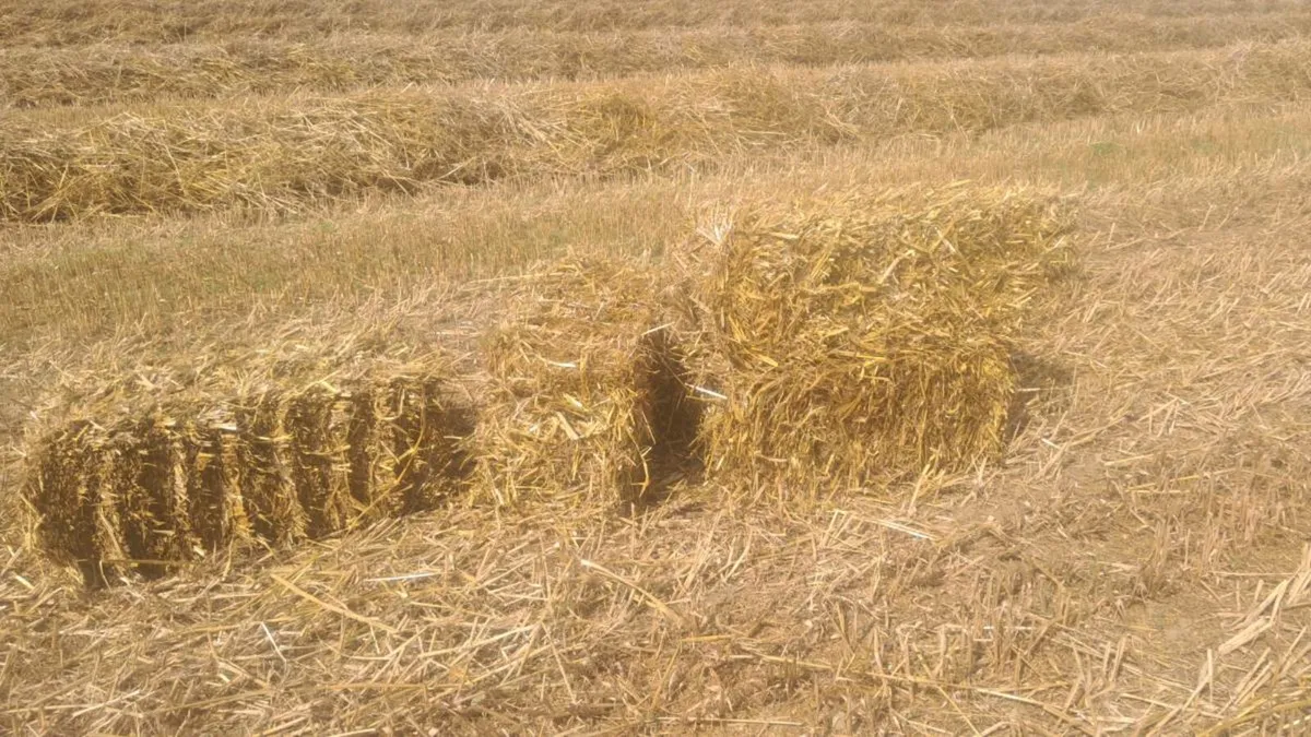 Straw - Image 3