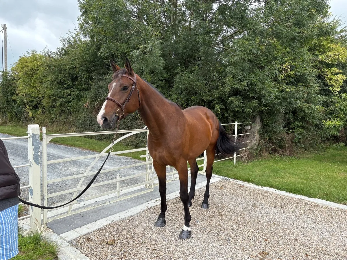 5 year old ISH Mare for sale - Image 1