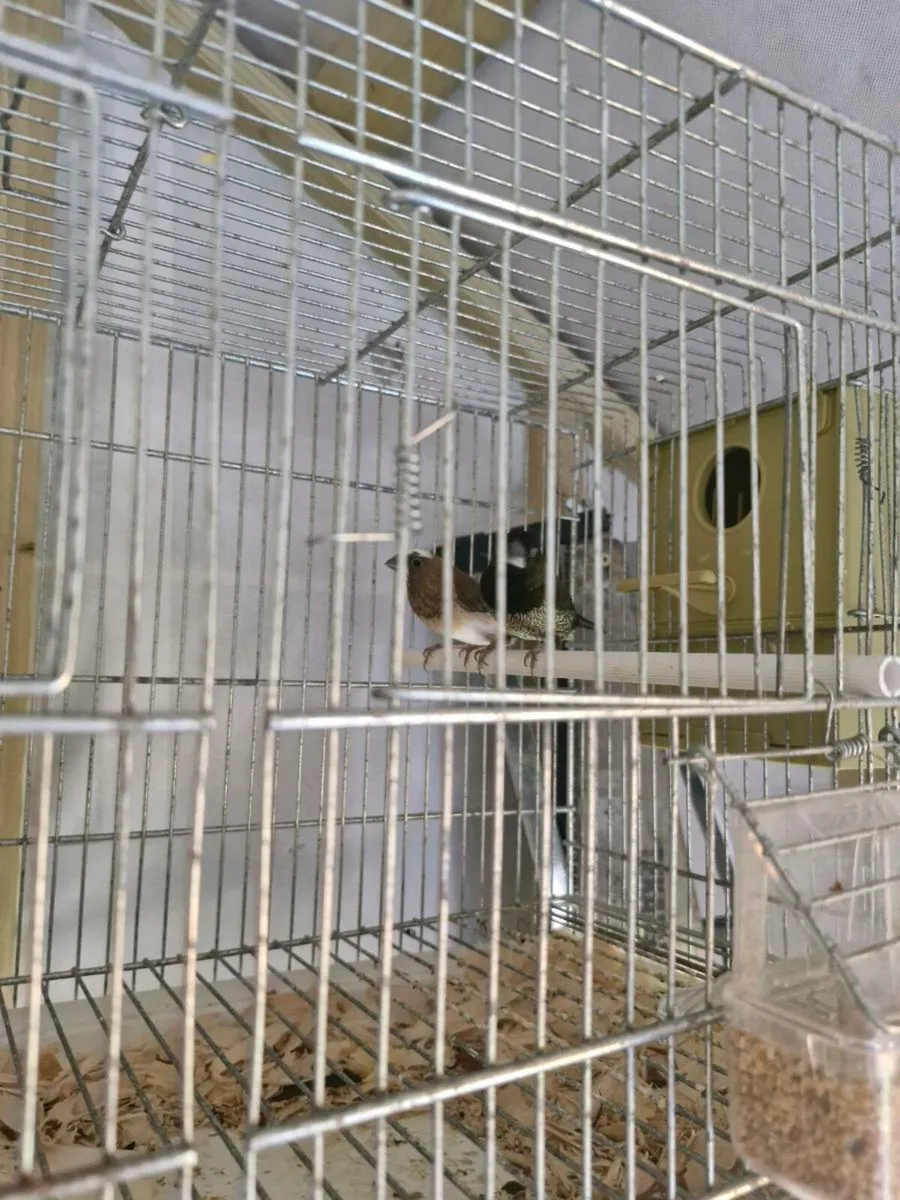 Birds - Image 2