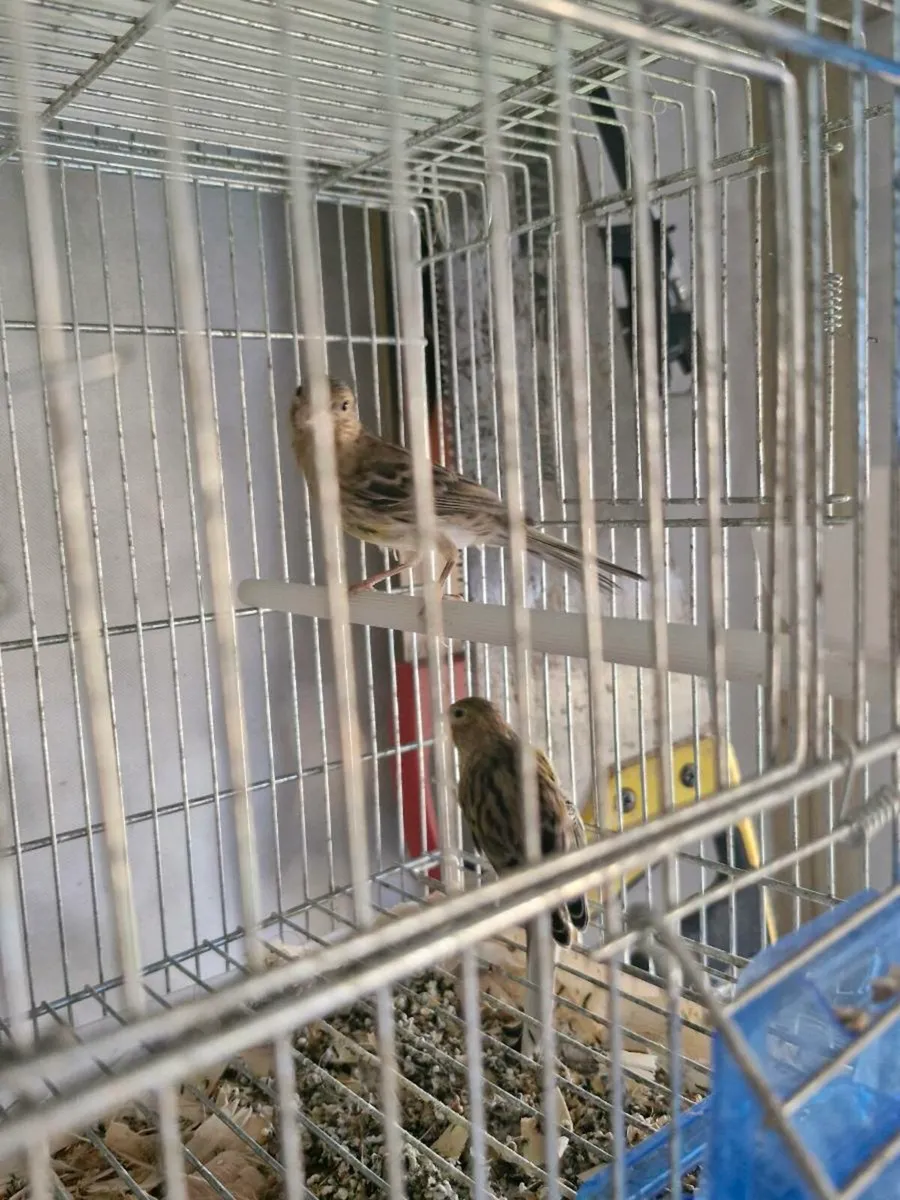 Birds - Image 3
