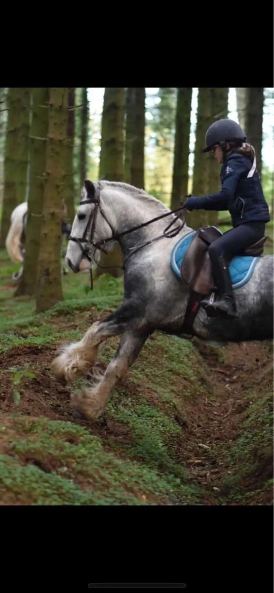 12.3 - 13h cob pony - Image 1