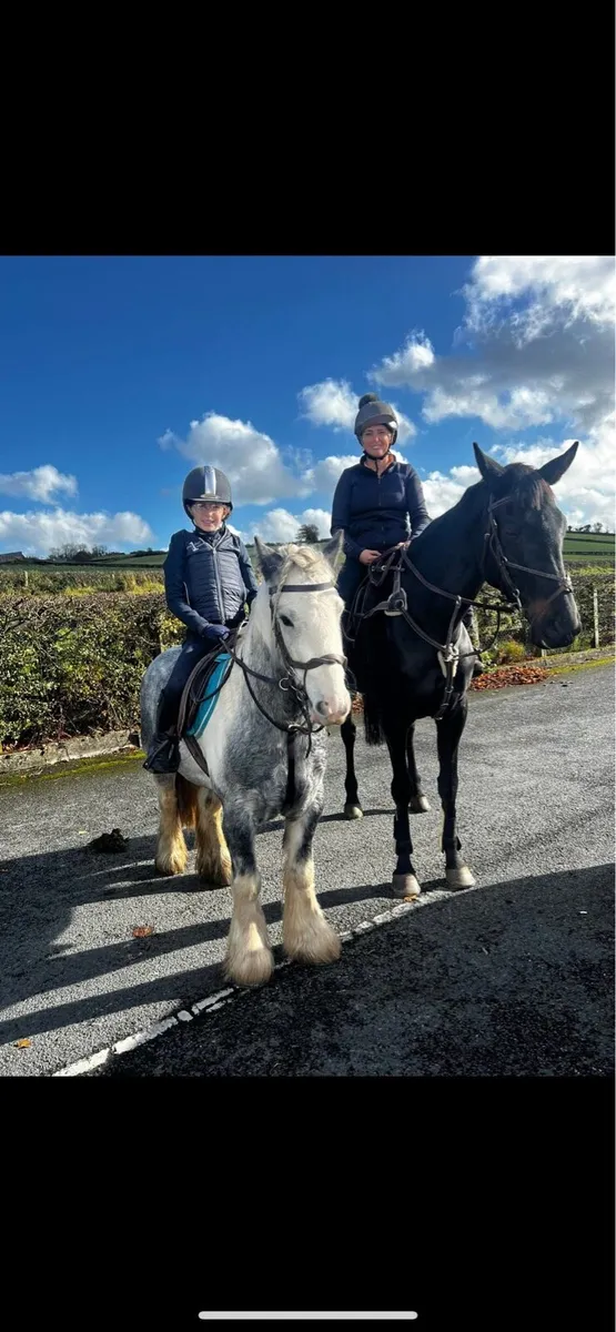 12.3 - 13h cob pony - Image 3