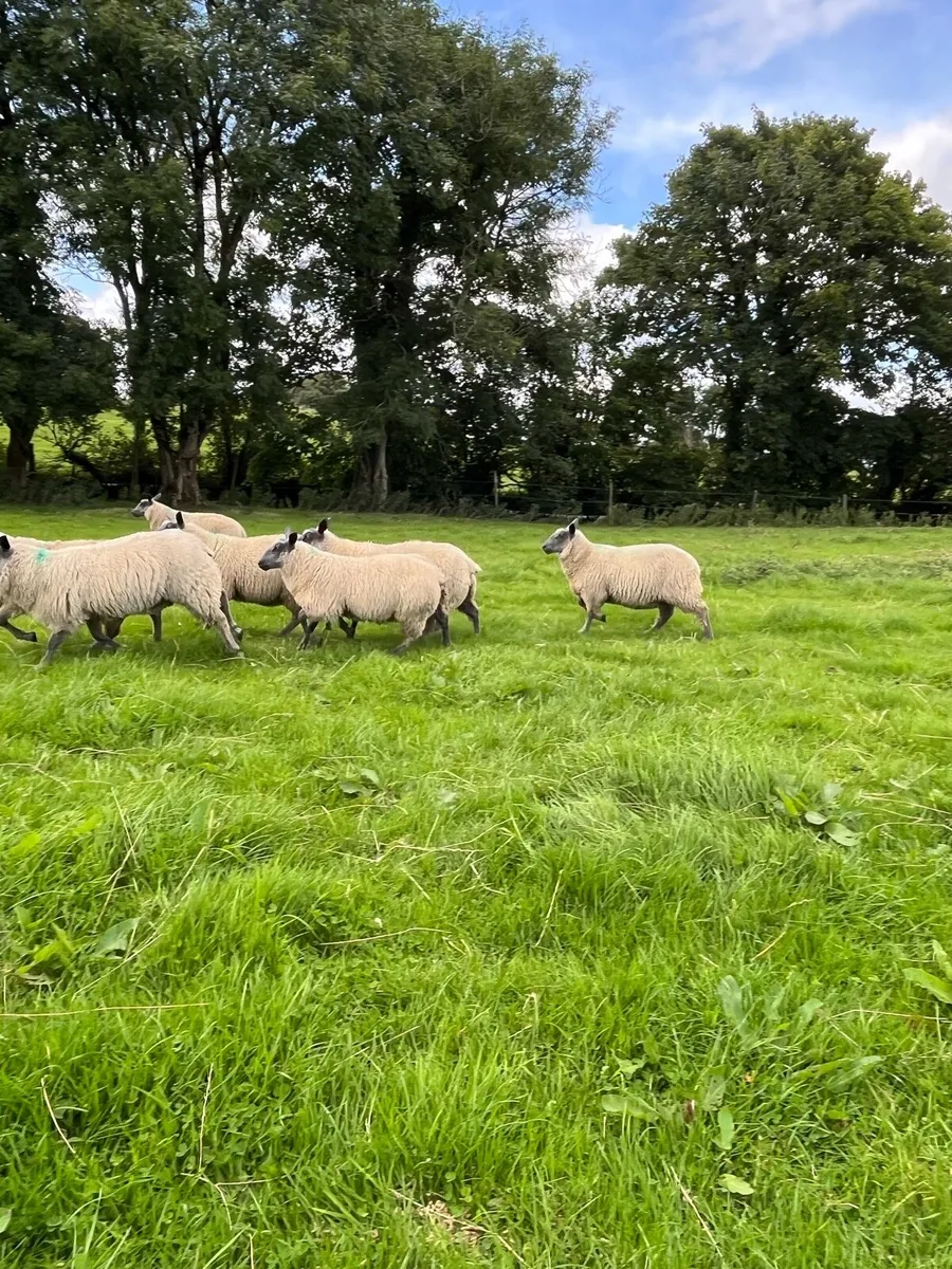 Bleu Du Maine Ram lambs - Image 2