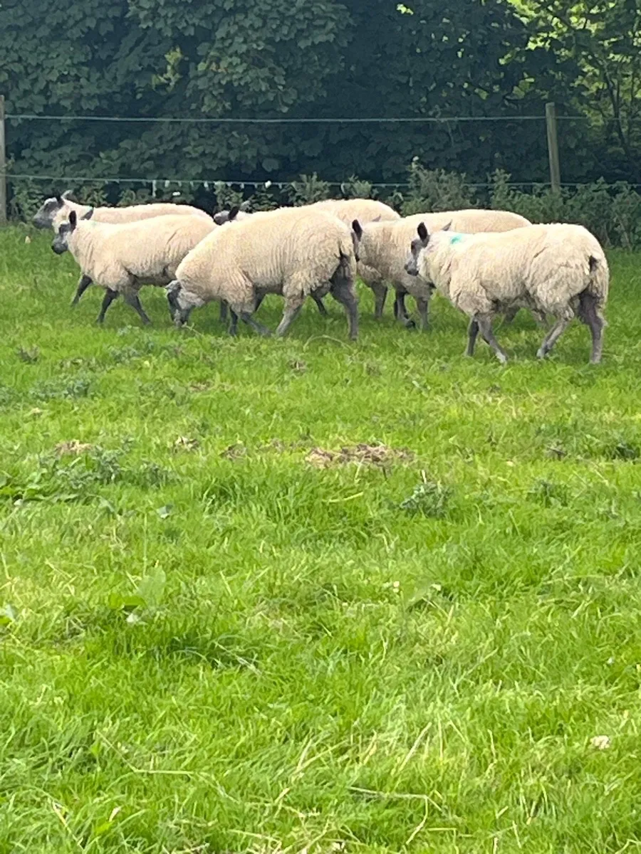 Bleu Du Maine Ram lambs - Image 3