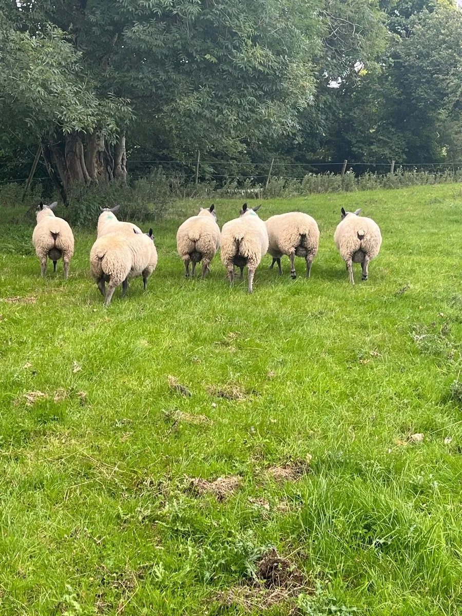 Bleu Du Maine Ram lambs - Image 4