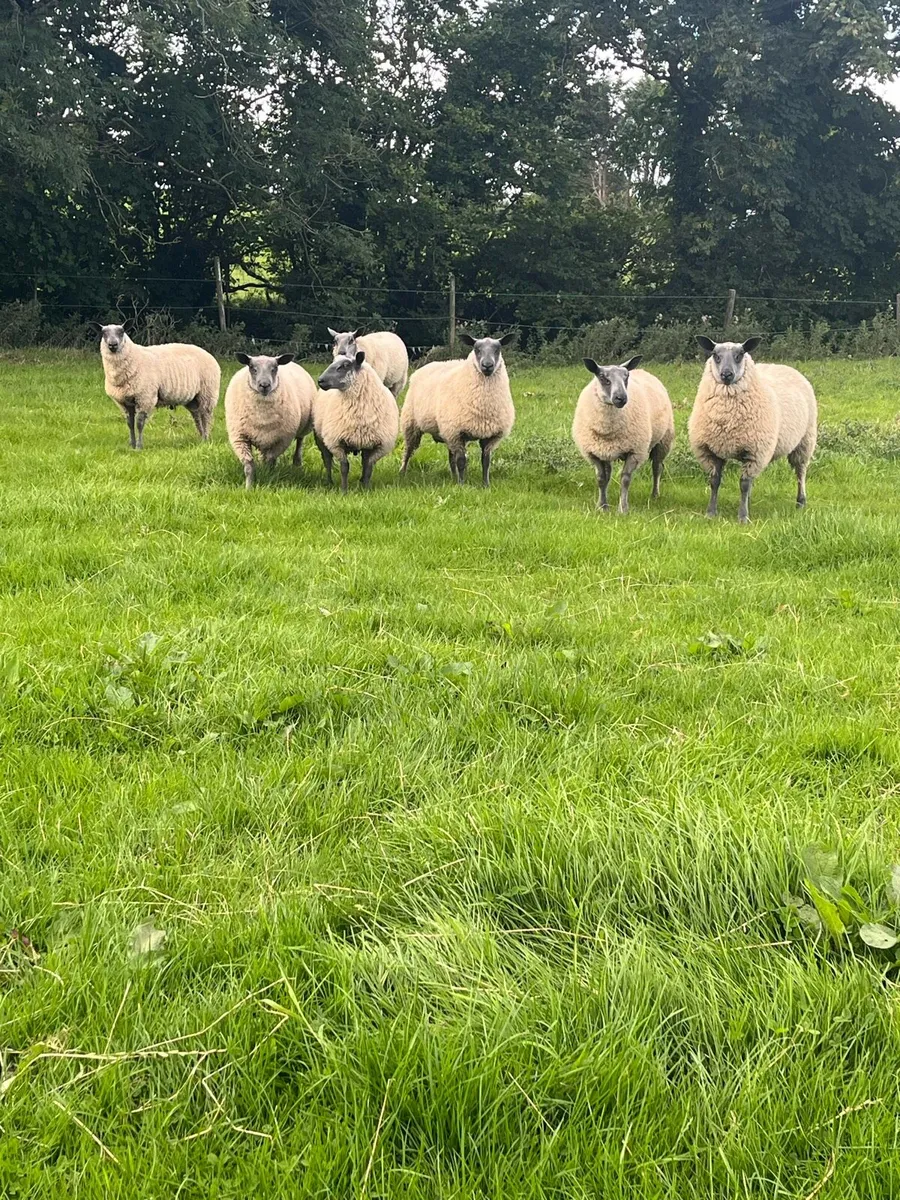 Bleu Du Maine Ram lambs - Image 1