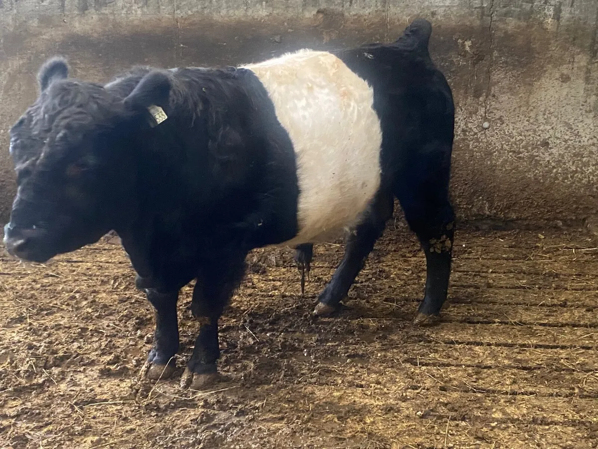 Bull - Image 2