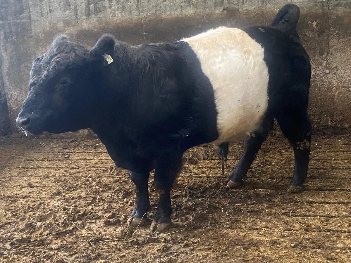 Bull - Image 3